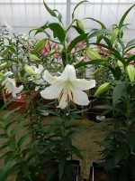 [5265 Casa Blanca A1 No02.JPG]